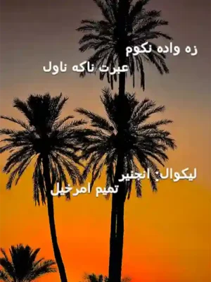 Pashto Books - زه واده نه کوم - ناول